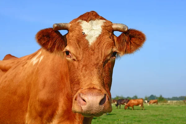 Cow Portrait Blue Sky Background — Stock Photo, Image