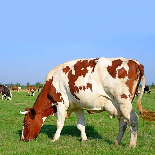 阳光明媚的夏天牧场上的奶牛 — 图库照片