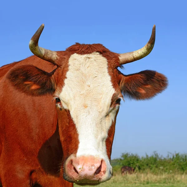 Cow Head Portrait Sky Background —  Fotos de Stock