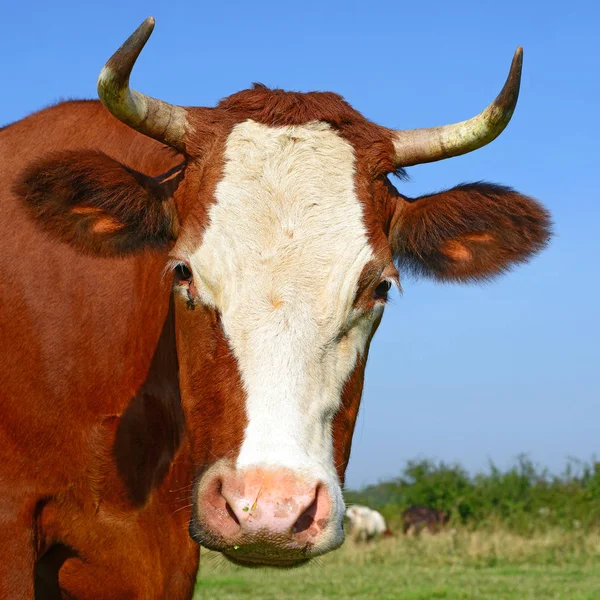 Cow Head Portrait Sky Background — Stockfoto