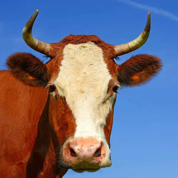 Cabeza Vaca Retrato Sobre Fondo Del Cielo —  Fotos de Stock