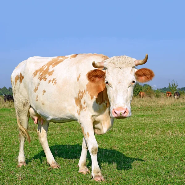 Αγελάδα Καλοκαιρινό Βοσκότοπο Ηλιόλουστη Μέρα — Φωτογραφία Αρχείου