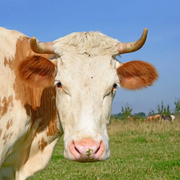 Retrato Vaca Sobre Fondo Azul Del Cielo —  Fotos de Stock