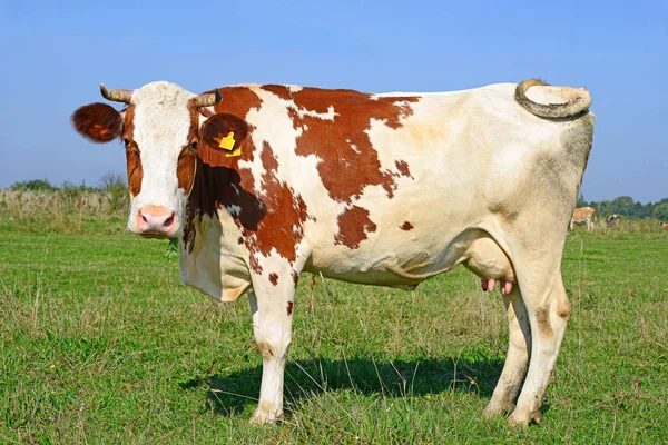 Cow Summer Pasture Sunny Day — Stockfoto