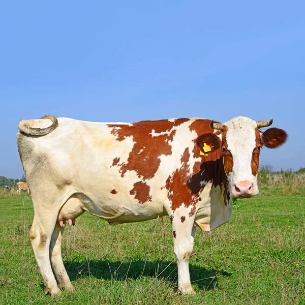 Cow Summer Pasture Sunny Day — Stok fotoğraf