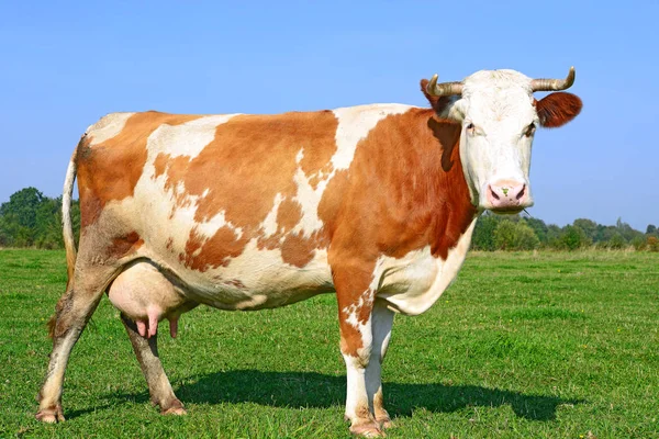 Koe Een Zomerweide Een Zonnige Dag — Stockfoto