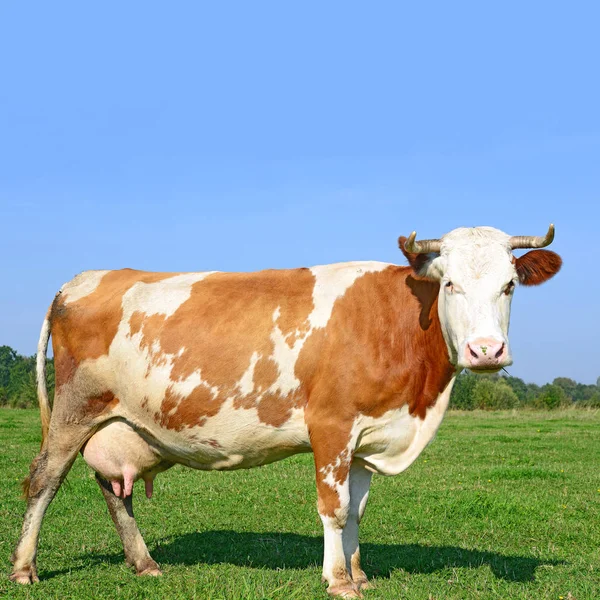Αγελάδα Καλοκαιρινό Βοσκότοπο Ηλιόλουστη Μέρα — Φωτογραφία Αρχείου