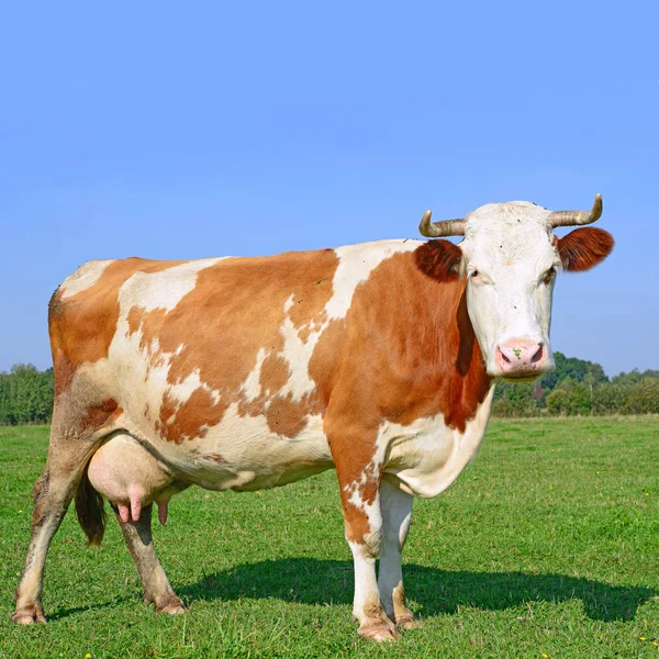Cow Summer Pasture Sunny Day — Fotografia de Stock