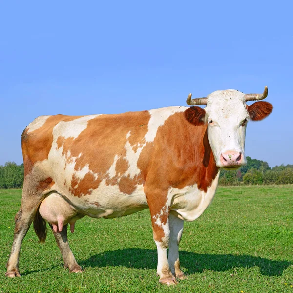 Cow Summer Pasture Sunny Day — Foto Stock