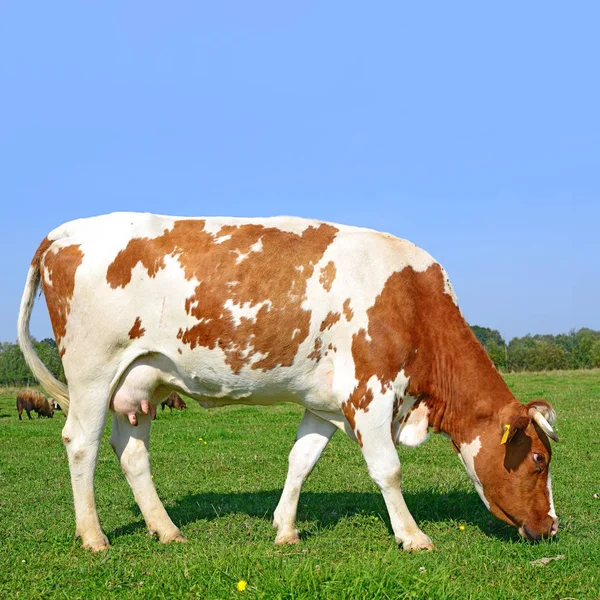 Корова Літньому Пасовищі Сонячний День — стокове фото