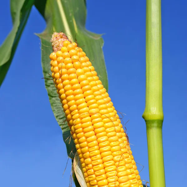 Close View Ripe Corn Cob Field — Stock fotografie