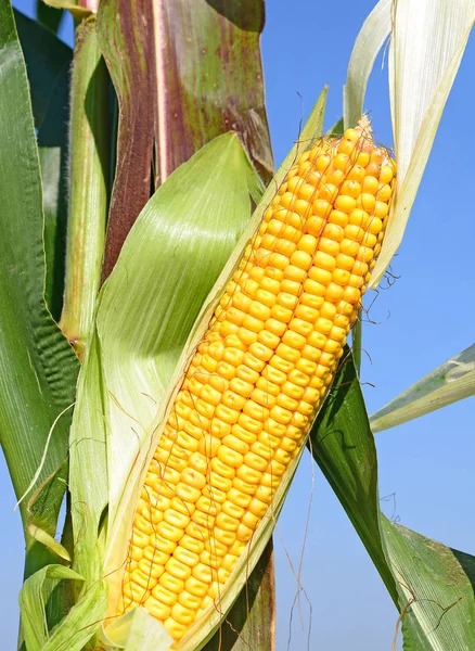 Close View Ripe Corn Cob Field — Stockfoto