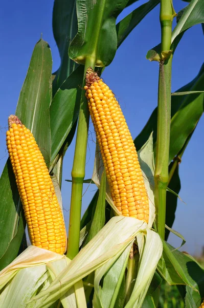 Close View Ripe Corn Cobs Field — Stockfoto