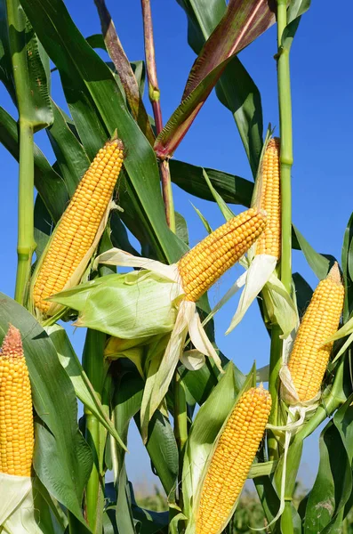 Dojrzała Kukurydza Wiejski Krajobraz — Zdjęcie stockowe