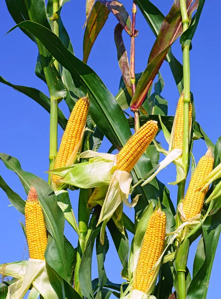 Mogen Majs Landsbygdens Landskap — Stockfoto