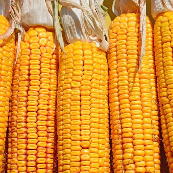 Close View Ripe Corn Cobs Field — Stok fotoğraf