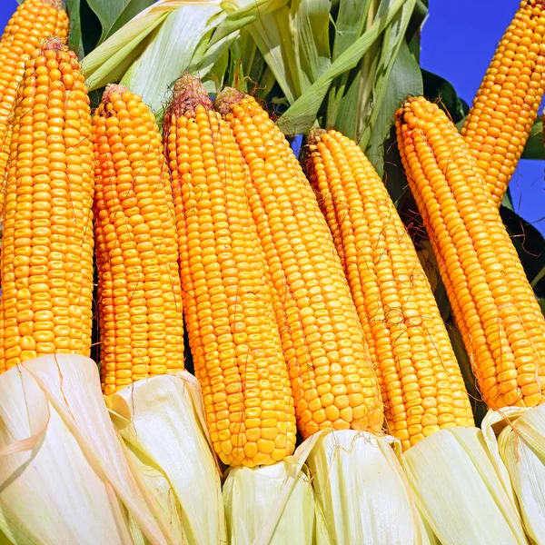 Ripe Corn Rural Landscape — Stock Photo, Image