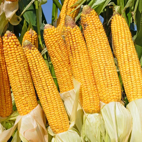 Ripe Corn Rural Landscape — Stock Photo, Image