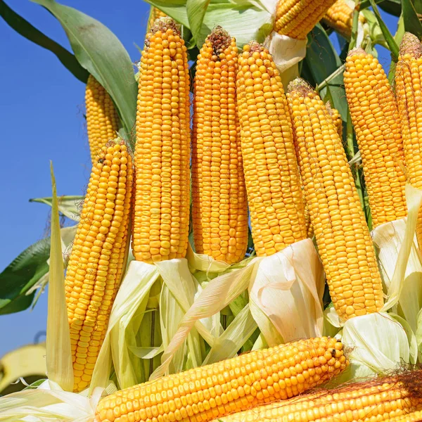 Спелые Кукурузы Сельской Местности — стоковое фото