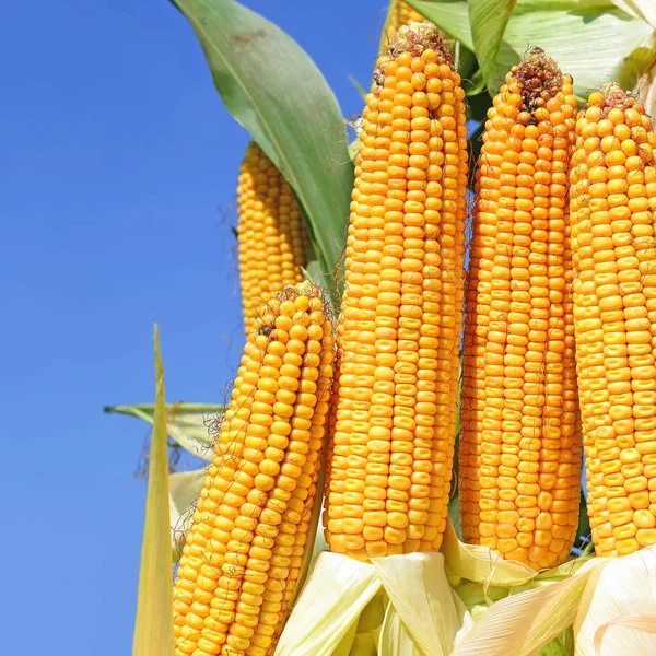 Спелые Кукурузы Сельской Местности — стоковое фото
