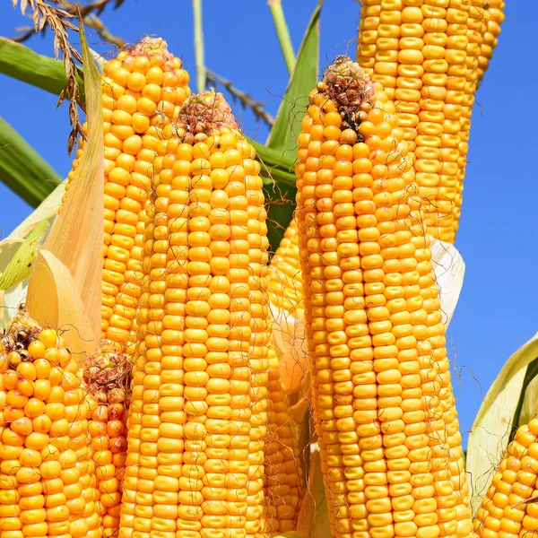 Ripe Corn Rural Landscape — Stock Photo, Image