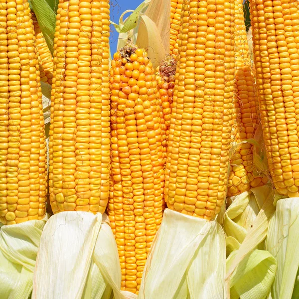 Ripe Corn Rural Landscape — Stock Photo, Image