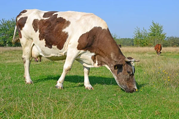 Cow Summer Pasture Sunny Day — Fotografia de Stock