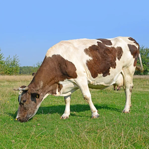 Cow Summer Pasture Sunny Day — Foto Stock