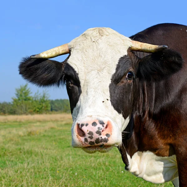 Cow Portrait Blue Sky Background — Stok fotoğraf