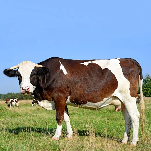 Vaca Pasto Verano Día Soleado —  Fotos de Stock