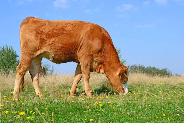 Kuh Auf Der Sommerweide Einem Sonnigen Tag — Stockfoto