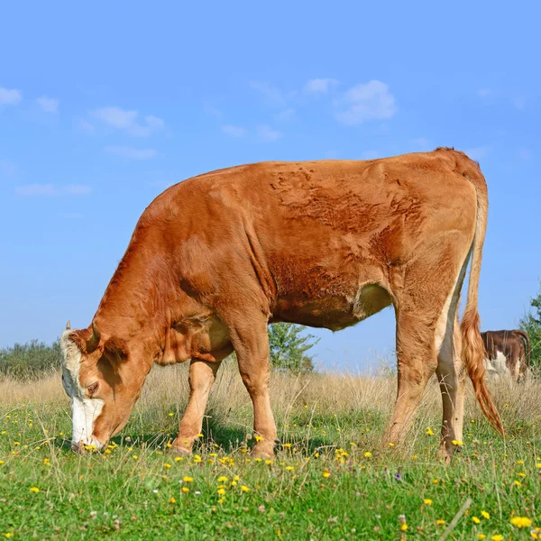 Cow Summer Pasture Sunny Day — 스톡 사진