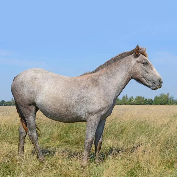 Caballo Pastizal Verano —  Fotos de Stock