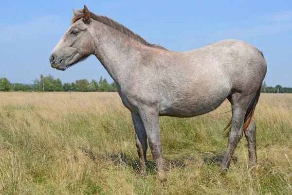 Horse Summer Pasture — Stock Photo, Image