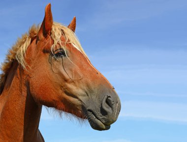 Head of a horse against blue sky.