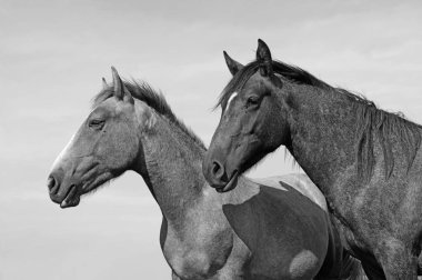 Kırsal alanda güzel atların portresi