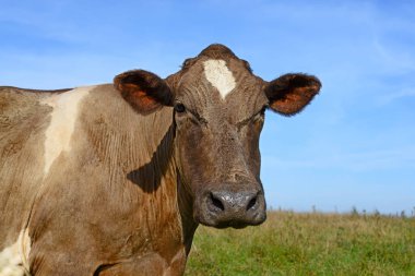 Çayırdaki güzel kahverengi ve beyaz ineğe yaklaş.