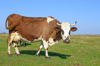 Çayırdaki güzel kahverengi ve beyaz ineğe yaklaş.