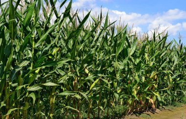 Kırsal manzara içinde genç Mısır