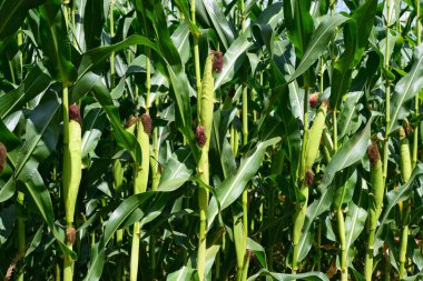 Kırsal manzara içinde genç Mısır