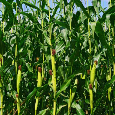 Kırsal manzara içinde genç Mısır