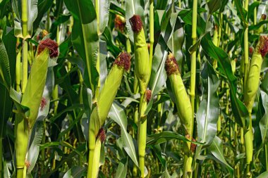 Kırsal manzara içinde genç Mısır