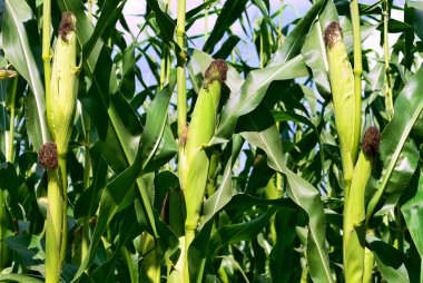 Kırsal manzara içinde genç Mısır