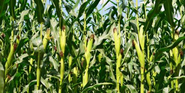 Kırsal manzara içinde genç Mısır