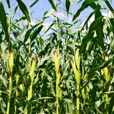 Kırsal manzara içinde genç Mısır