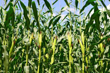 Kırsal manzara içinde genç Mısır