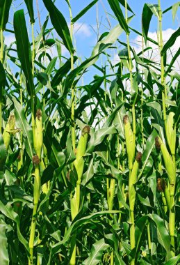 Kırsal manzara içinde genç Mısır