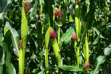 Kırsal manzara içinde genç Mısır