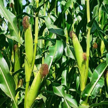 Kırsal manzara içinde genç Mısır