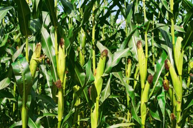 Kırsal manzara içinde genç Mısır